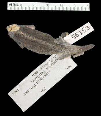 Media type: image;   Herpetology R-56159